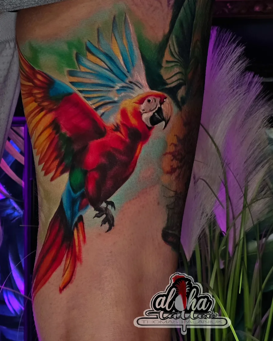 Bold colour scarlet macaw, by Thomas Palaniuk